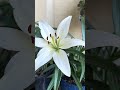 #lilies#potgardening#flowers#white flowers#inlove with this beauty#home#14november 2025