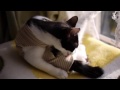 猫・ネコ・ねこ・術後服簡単手作り♪作り方★post-operative pet clothes