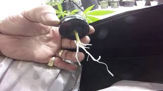 CUTTINGS TO CLONES