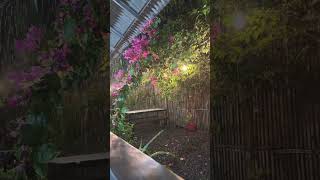 Download Lagu Allohumma shoyiban nafian #hujan #hujanderas #taman #wws #bungabougenfil #rain #rumahmakan #outdoor MP3