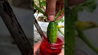 Tiny Watermelon & Cucumber Pest Control Hack: The Red Liquid Dipping Method for Healthier Plants