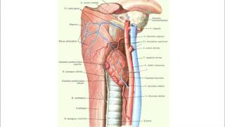 Щитовидная железа: топография, строение, функция, кровоснабжение, иннервация
