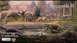 Lecture 13: Synapsida II