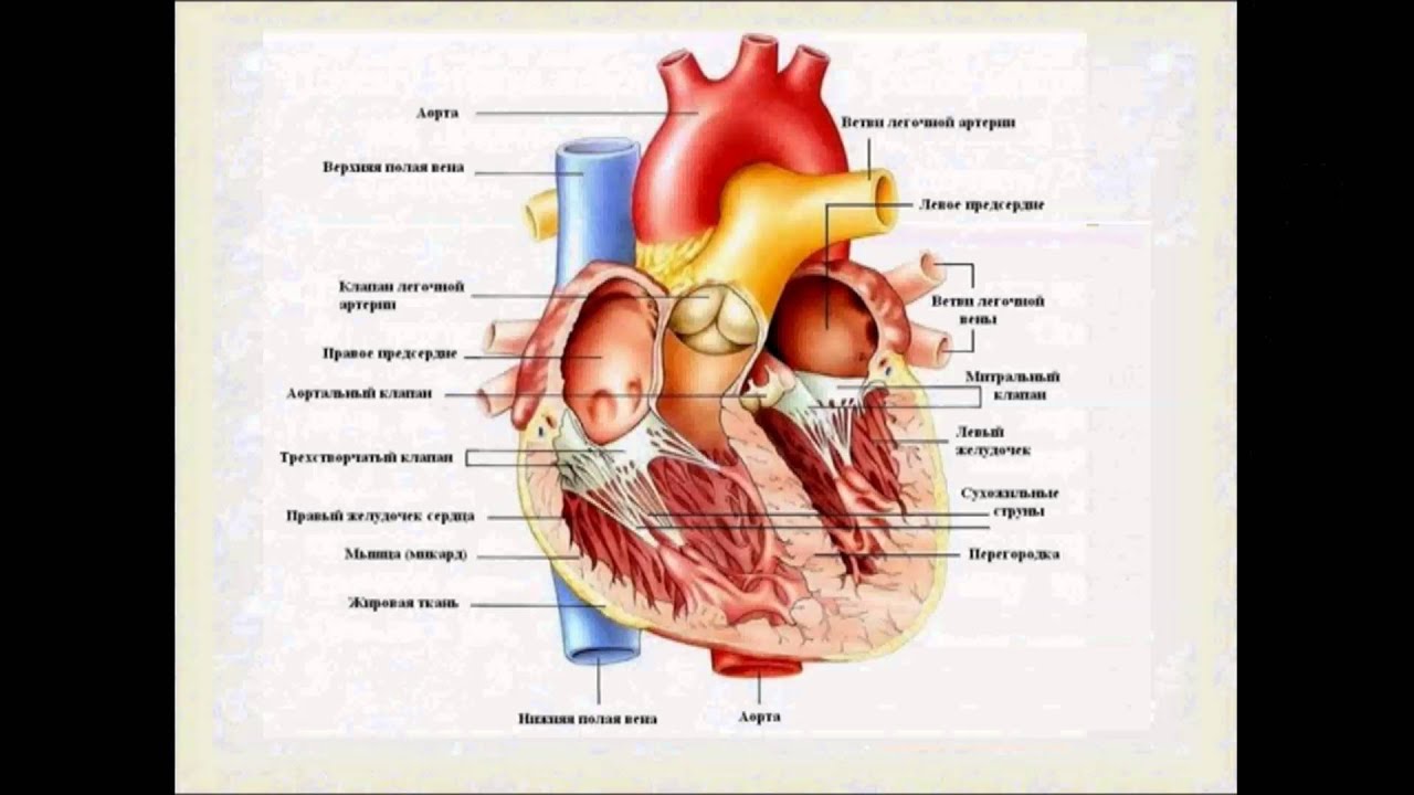 Строение и работа сердца скачать фильм