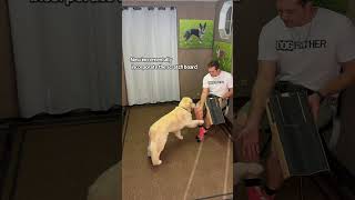 Teaching a Fearful Golden Retriever to Love the Scratch Board (nail trimming made easy)