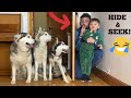 HIDE & SEEK WITH MY SIBERIAN HUSKIES!! [FUNNIEST REACTION!]