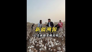 来新疆采棉花咯,你们想不想要棉花被?#新疆棉花 #新疆溯源 #棉花被