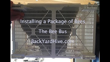 Installing a Package of Bees the Bee Bus - BackYardHive.com