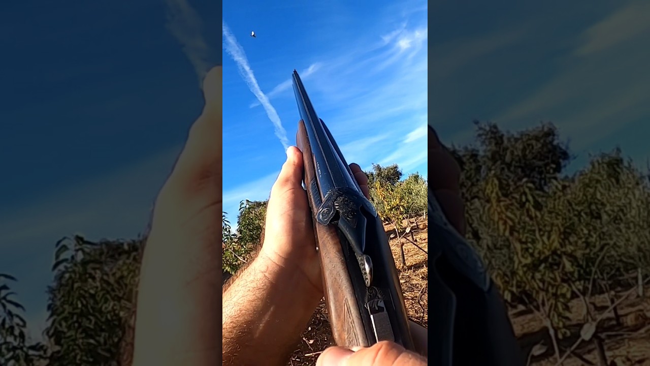 ¡Ahí va la paloma! part 3. 