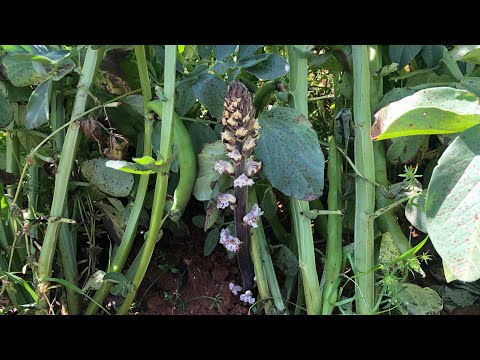 Video: Parassiti agricoli: succiamele di girasole
