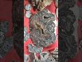 Bear Canyon Agate Collection! Billings Gem & Mineral Show 2023 #thefinders #agate #rockhounding