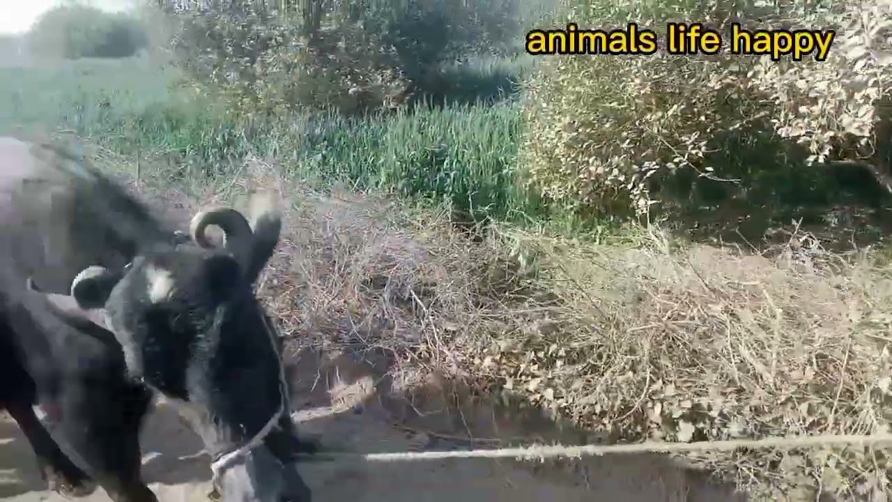 Buffalo skin allergy treatment in village