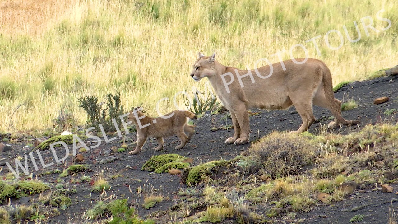 Female Mountain Lion: In search of her young.