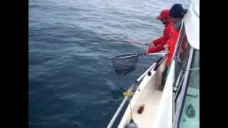 PESCA barca TONI-DORADAS COSTA DE AZAHAR 8 KG CONGRIO TERCERO