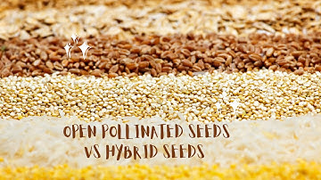 Open Pollinated Seeds vs Hybrid Seeds