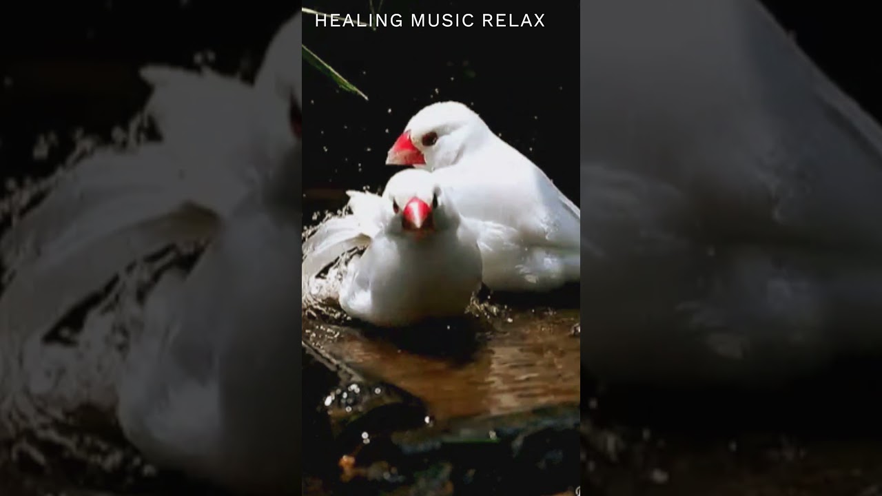 ПТИЦЫ КУПАЮТСЯ. Релакс. КУПАНИЕ и ПЕНИЕ ПТИЦ. Природа. HEALING MUSIC RELAX 
