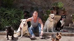 Seminare Hundetrainer Seminare Hundetrainer