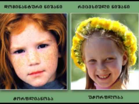 ადამიანის გენეტიკა