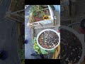 Bird Feeder AI Thinks Its Running A Cafe - 09 September 2025 #homelab #garden #shorts