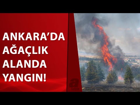 Ankara'da Atatürk Orman Çiftliği arazisinde yangın: 1 gözaltı | A Haber