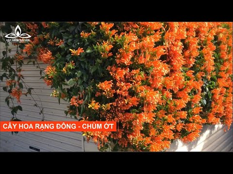 Video Cây hoa Rạng Đông (Chùm ớt) - Cây Giống Sài Gòn - youtube
