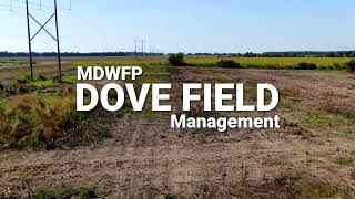 How to Manage a Dove Field in Mississippi