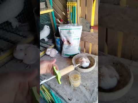 فيجور 7 لغاوي الفرخ غاوي السلاكة Pigeon Birds 