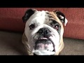 Reuben the bulldog who chewed that