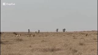 A beautiful Blue Bull (Nilgai) family moving as one through their natural habitat