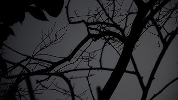 Leafless Tree Silhouette - Nature Video Background - Free Nature Stock Video (HD)