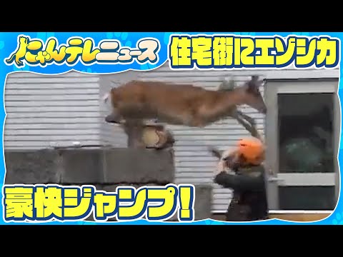 【豪快ジャンプ！】住宅街にエゾシカ 近隣住民も「初めて」