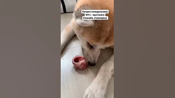 Натуралка для собаки - Калтык говяжий - лакомство