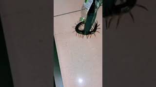 Tutorial menangkap kalajengking #shorts