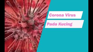 virus corona pada kucing by cat story 2,508 views 4 years ago 3 minutes, 28 seconds