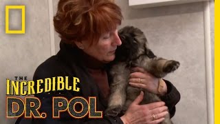 Puppy Kisses | The Incredible Dr. Pol