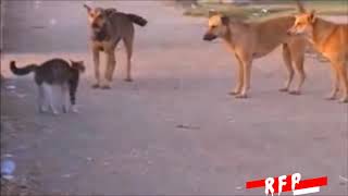 Crazy Cats attacking Dogs | Cats Thug life with dogs | Really FUNNY Video