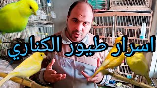 أسرار تربية و شراء الكناري و طفراته و الوانه | عرض الكناريات بتوعى