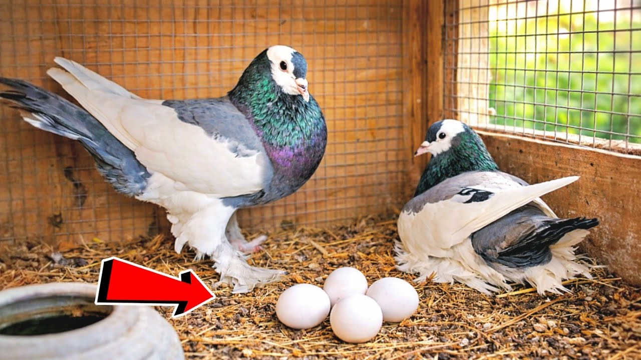 بتابع الحمام لقيت مفاجئات كتير😯شوف لقيت ايه😯😯