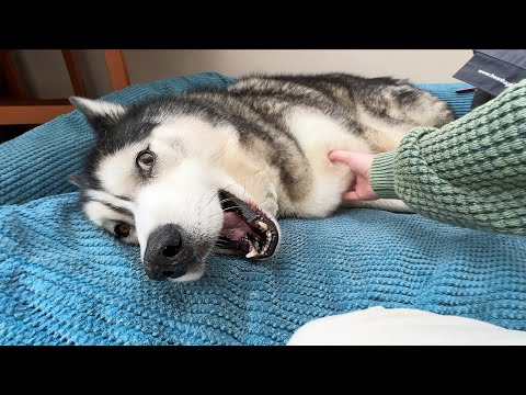 Moody Husky Fights Dirty! Literally!