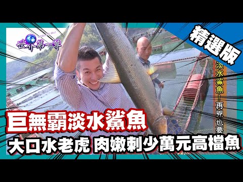 【陝西】巨無霸淡水鯊魚 肉嫩刺少萬元高檔魚｜《世界第一等》649集精華版