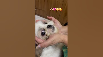 Thumbnail of Tujhko na Chahoon🫶🏻✨ #song #love #youtube #petsrule #music #cutedogs #shorts #shihtzu #doglove