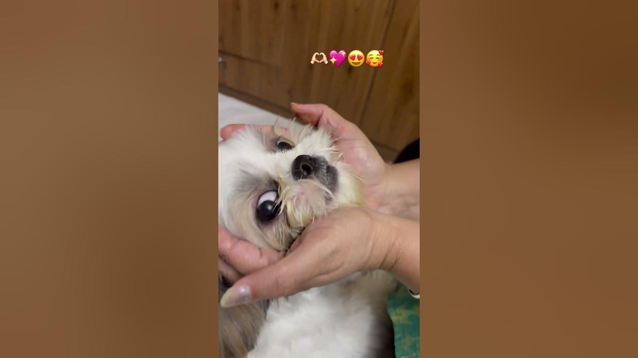 Tujhko na Chahoon🫶🏻✨ #song #love #youtube #petsrule #music #cutedogs #shorts #shihtzu #doglove Tujhko na Chahoon🫶🏻✨ #song #love #youtube #petsrule #music #cutedogs #shorts #shihtzu #doglove
