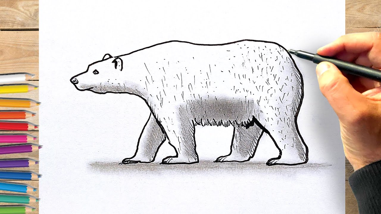 Comment Dessiner Un Ours Polaire Etape Par Etape Youtube