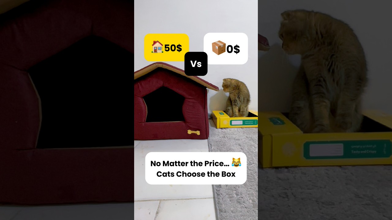 $ Cat home VS Free Box😸No matter the price 😹| Cat Life