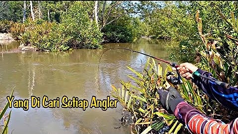 Mancing Sembilang Umpan Cacing Nipah Jackpot Kedukang Babon