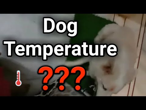 वीडियो: कुत्ते के शरीर का सामान्य तापमान कितना होता है