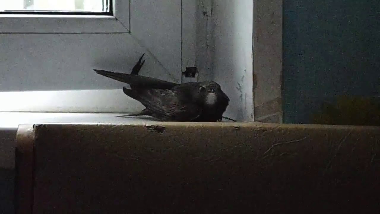 К чему на балкон прилетел. Птица залетела в окно. Стриж залетел. Птица залетела в квартиру. Черная птица залетела в окно.