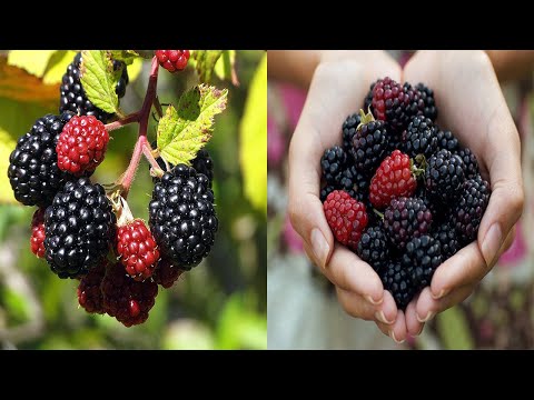 Video: Çfarë Mund Të Përgatitet Nga Manaferrat, Perimet Dhe Frutat E Ngrira