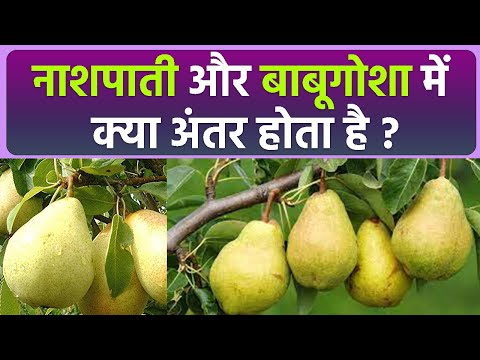 वीडियो: सजावटी फूल वाले नाशपाती के पेड़ - गैर-फल वाले नाशपाती के पेड़ के प्रकार