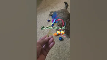 Yeah Buscuits Notmood Youtubeshorts Catshorts Viralvideo 